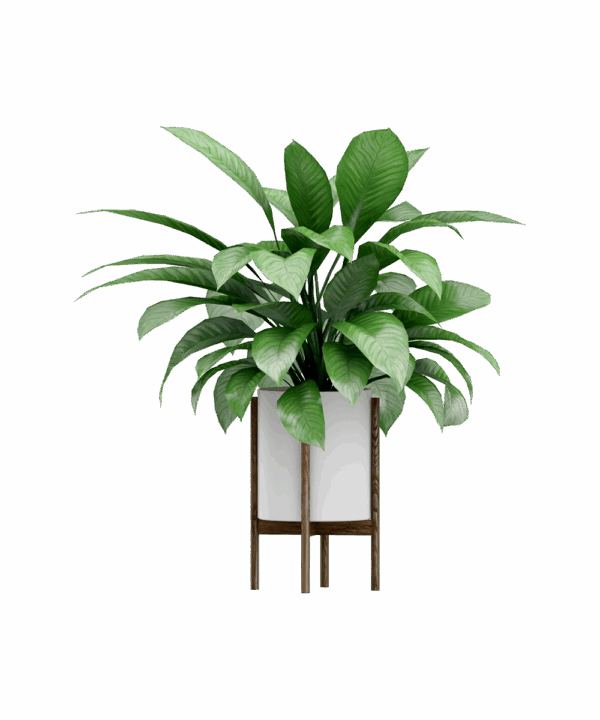 Vassunda planter