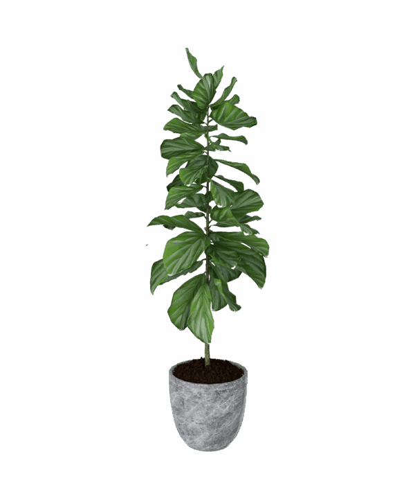 Viksberg planter