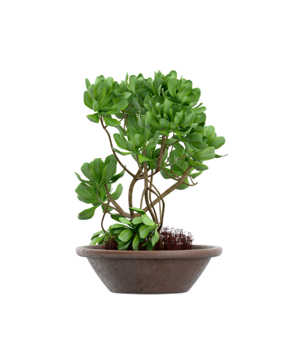 Senecio stapeliiformis