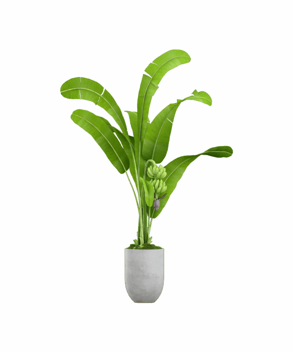 Spathiphyllum domino