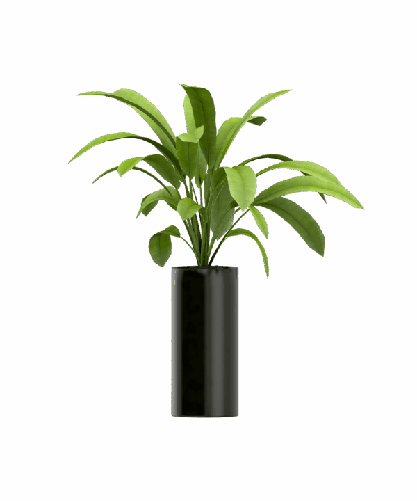 Plant seeds